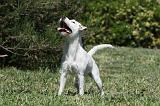 PARSON RUSSEL TERRIER 153